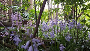 Excursie IVN in Le Roy tuin zondag 21 mei