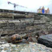 slak berlijnplein ecokathedraal Vincent Wittenberg festina lente