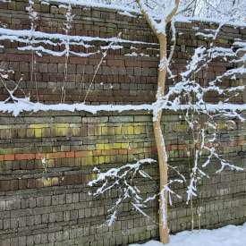 Ecokathedralen onder sneeuwdeken